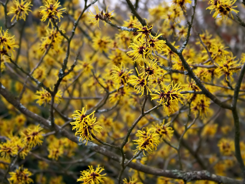  chinese witch hazel